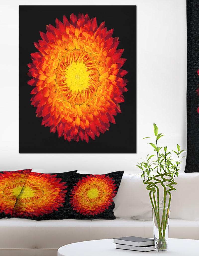 DesignQ Everlasting Straw Flower on Black - Flowers Canvas Wall Artwork