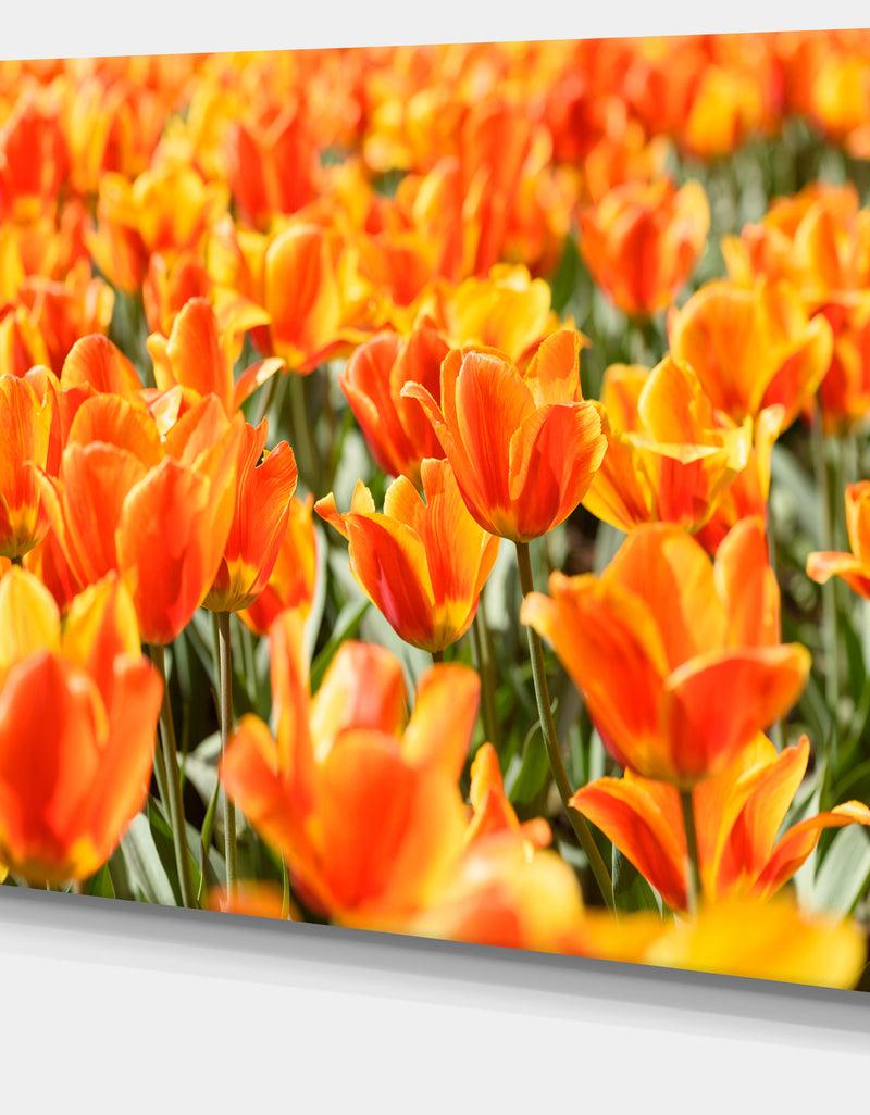 DesignQ Fresh Tulip Flowers On Sunny Day - Floral Canvas Art Print