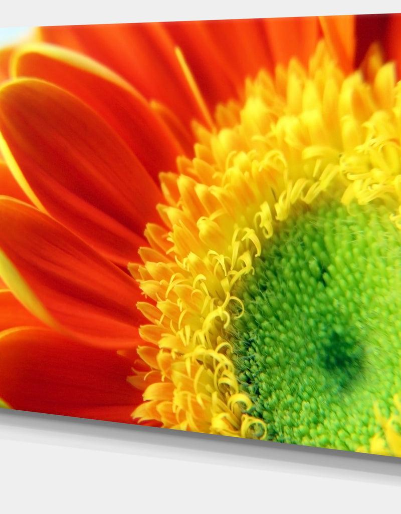 DesignQ Gerber Daisy Flower Petals - Extra Large Floral Canvas Art