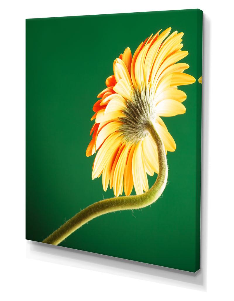 DesignQ Gerbera Flower On Green - Cottage Canvas Wall Art