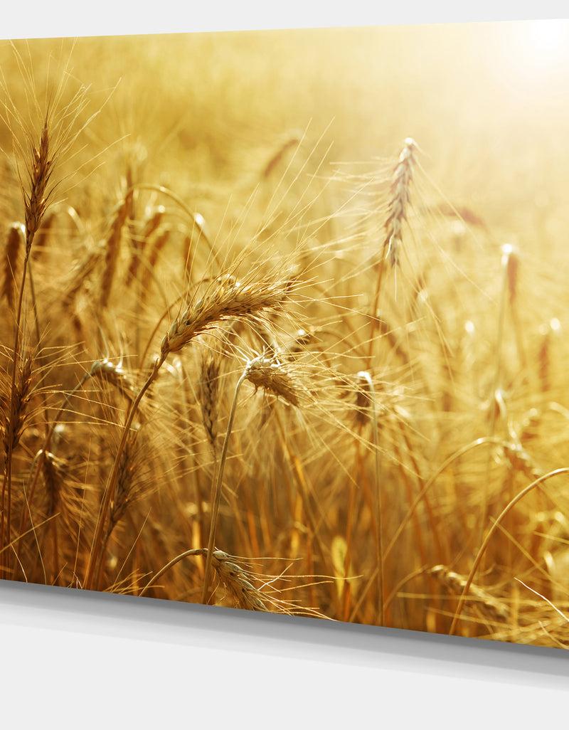DesignQ Golden Wheat Field - Landscape Wall Art Print Canvas