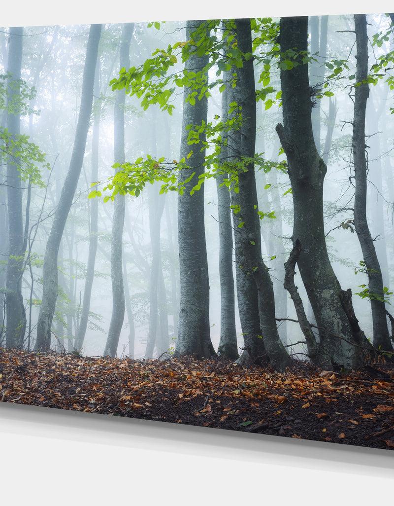 DesignQ Green Leaves In Old Forest - Landscape Photo Canvas Print