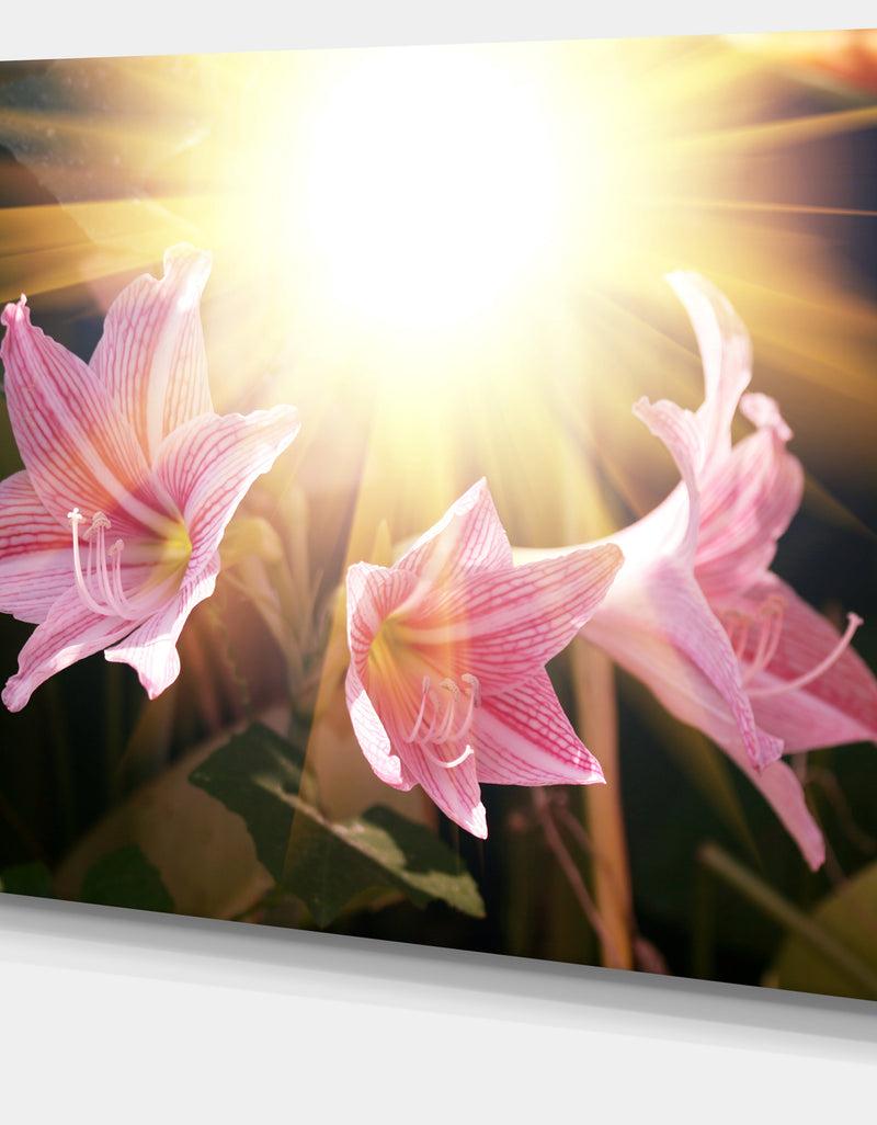 DesignQ Large Pink Flowers With Sunlight - Large Flower Wall Artwork