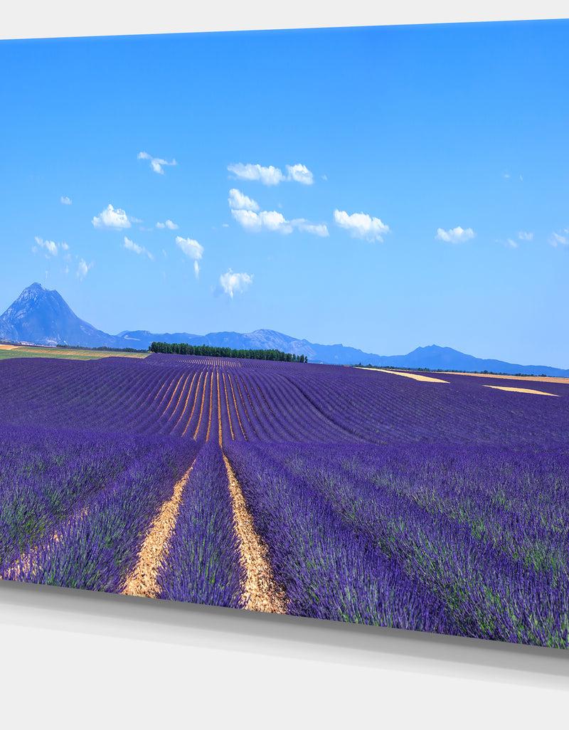 DesignQ Lavender Blooming Fields And Trees - Oversized Landscape Wall Art Print