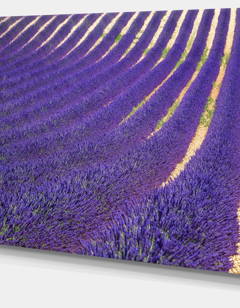 DesignQ Lavender Blooming Fields As Texture - Oversized Landscape Wall Art Print