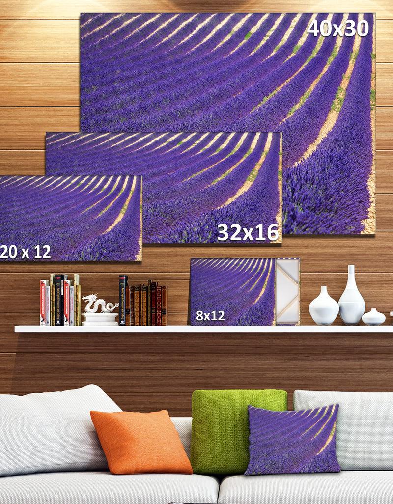 DesignQ Lavender Blooming Fields As Texture - Oversized Landscape Wall Art Print