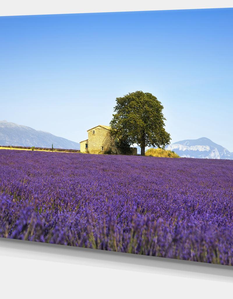 DesignQ Lavender Flowers Blooming Field - Oversized Landscape Wall Art Print