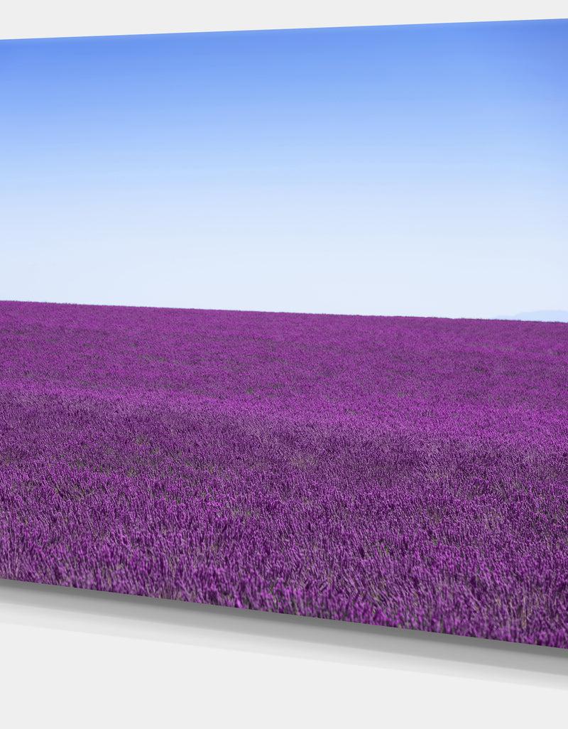 DesignQ Lavender Flowers With Blue Horizon - Oversized Landscape Wall Art Print