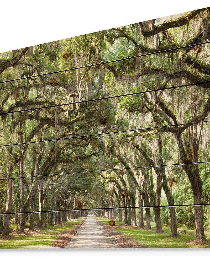 DesignQ Live Oak Tunnel - Photography Print On Natural Pine Wood