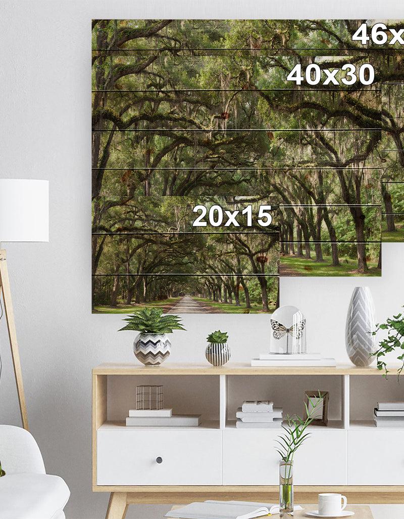 DesignQ Live Oak Tunnel - Photography Print On Natural Pine Wood