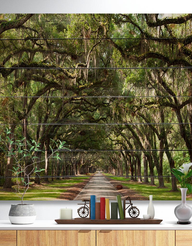 DesignQ Live Oak Tunnel - Photography Print on Natural Pine Wood