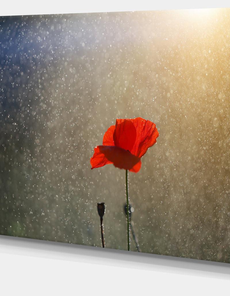 DesignQ Lone Red Puppy Flower Under Lights - Flowers Canvas Wall Artwork