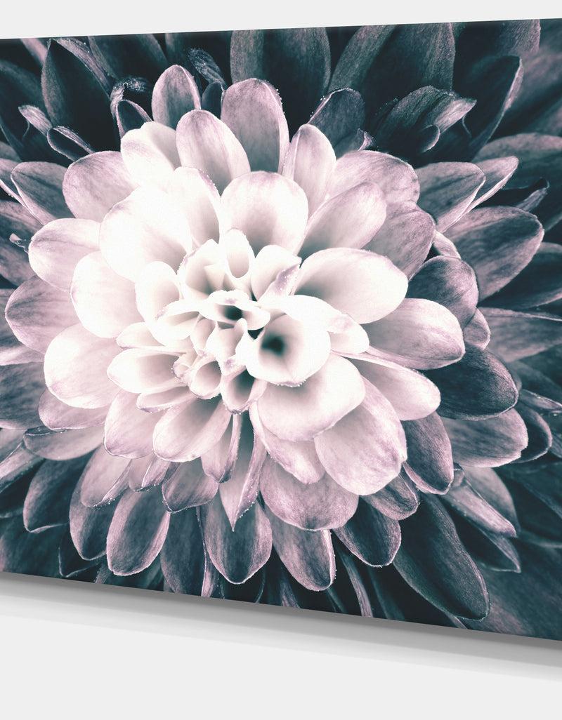 DesignQ Macro Chrysanthemum Flower - Flowers Canvas Wall Artwork