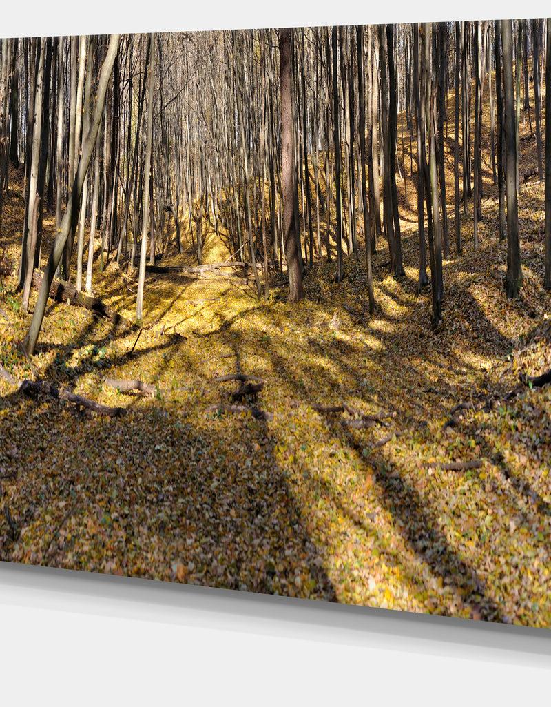 DesignQ Majestic Autumn Forest Panorama - Landscape Artwork Canvas