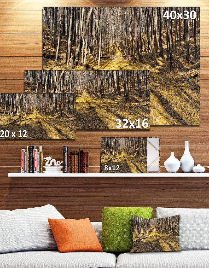 DesignQ Majestic Autumn Forest Panorama - Landscape Artwork Canvas