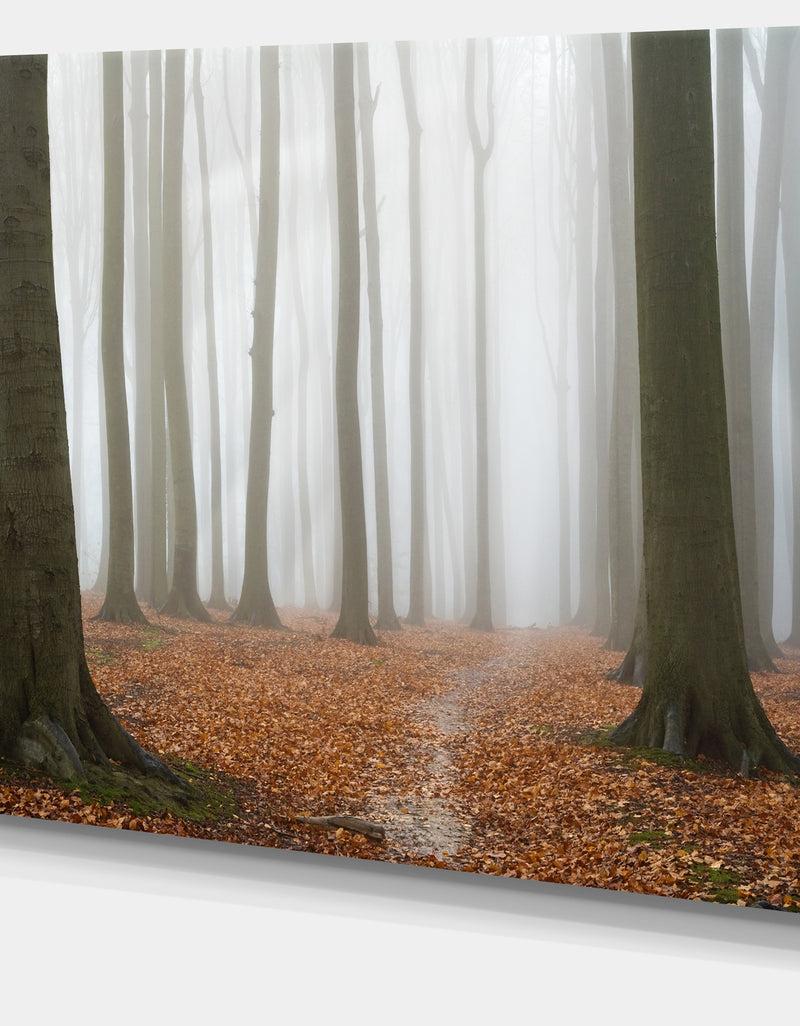 DesignQ Misty Autumn Beech Forest - Landscape Photo Canvas Print