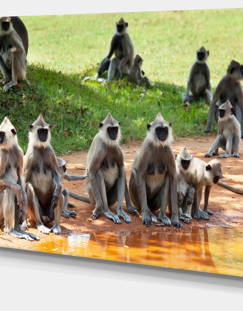 DesignQ Monkeys In Sri Lanka - African Canvas Artwork