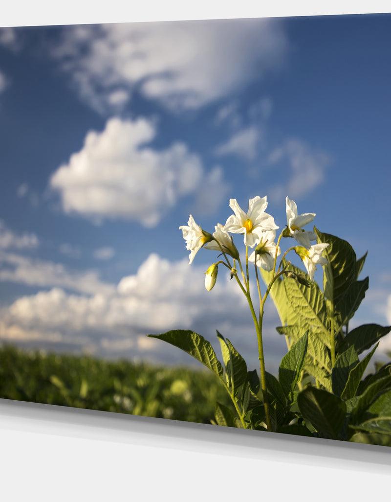 DesignQ Potato Plant Flowers - Landscape Wall Artwork