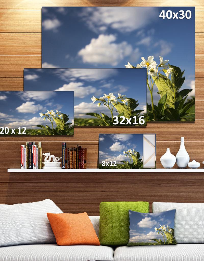 DesignQ Potato Plant Flowers - Landscape Wall Artwork