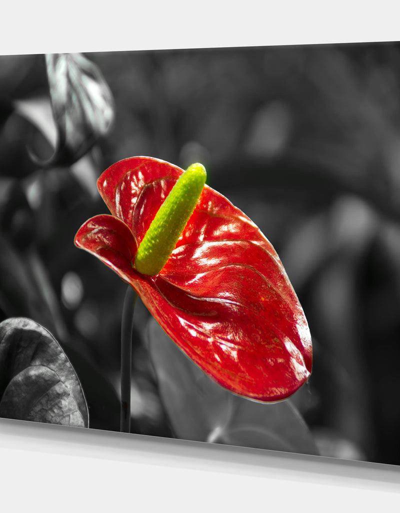 DesignQ Red Anthurium - Floral Photography On Wrapped Canvas