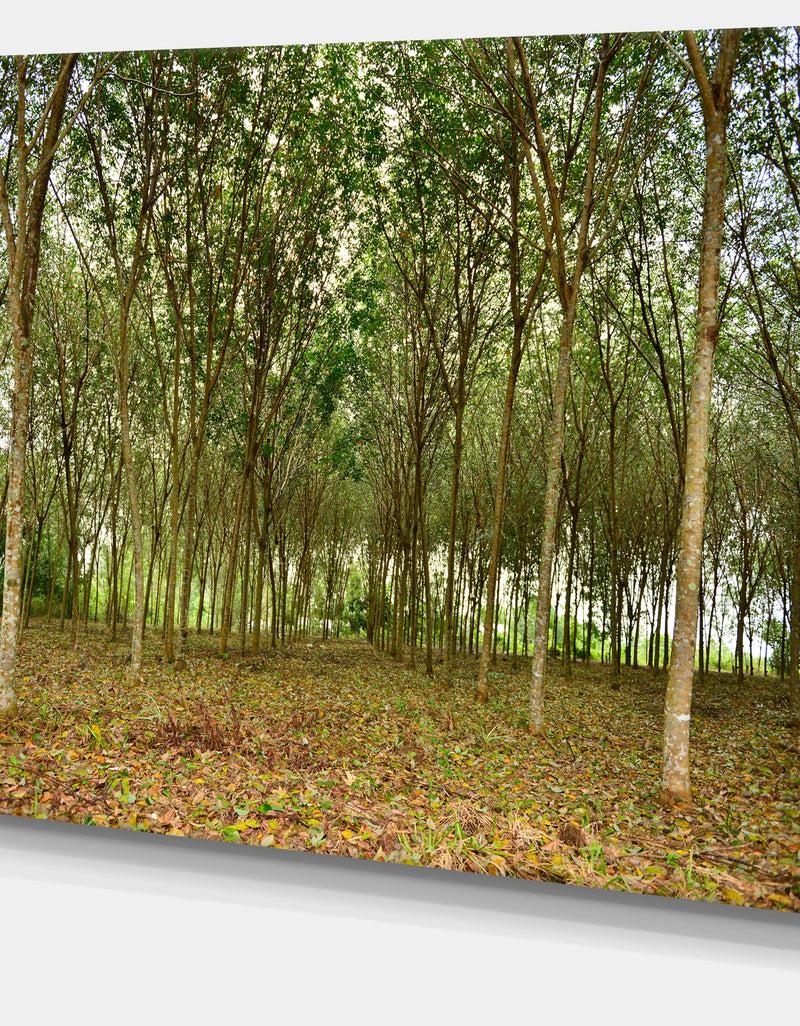 DesignQ Rubber Tree Plantation During Midday - Landscape Art Print Canvas