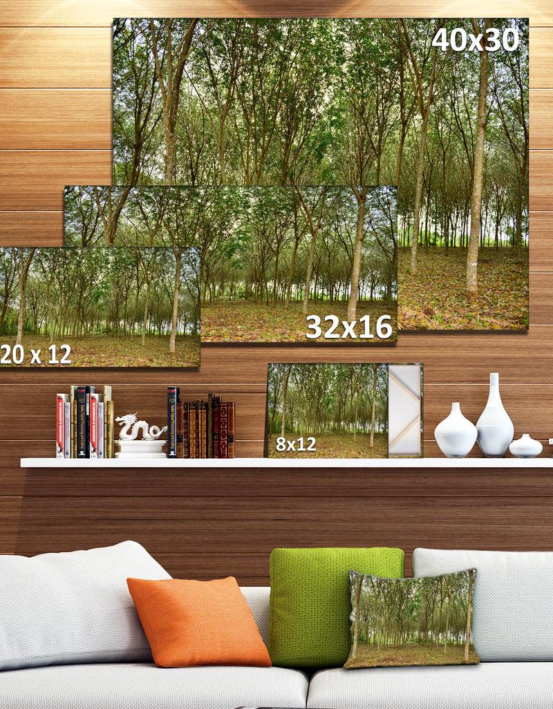 DesignQ Rubber Tree Plantation During Midday - Landscape Art Print Canvas