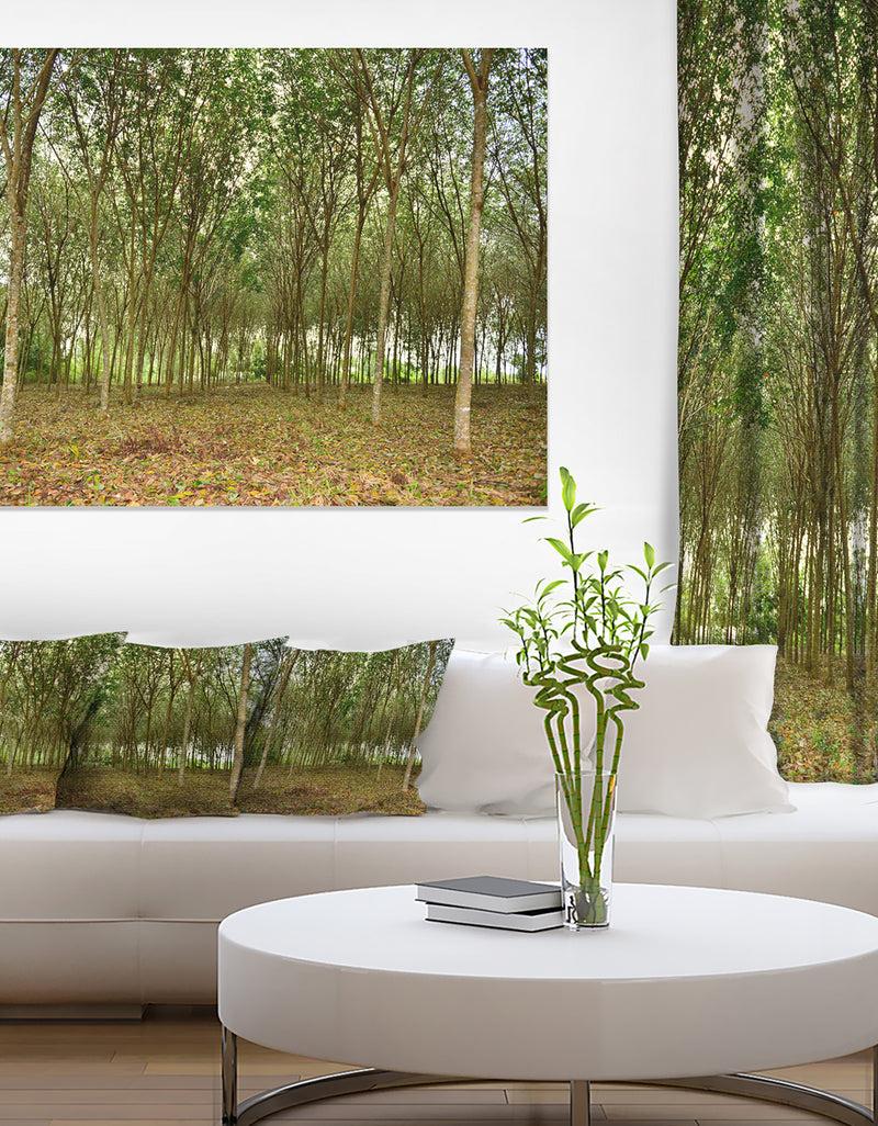 DesignQ Rubber Tree Plantation during Midday - Landscape Art Print Canvas
