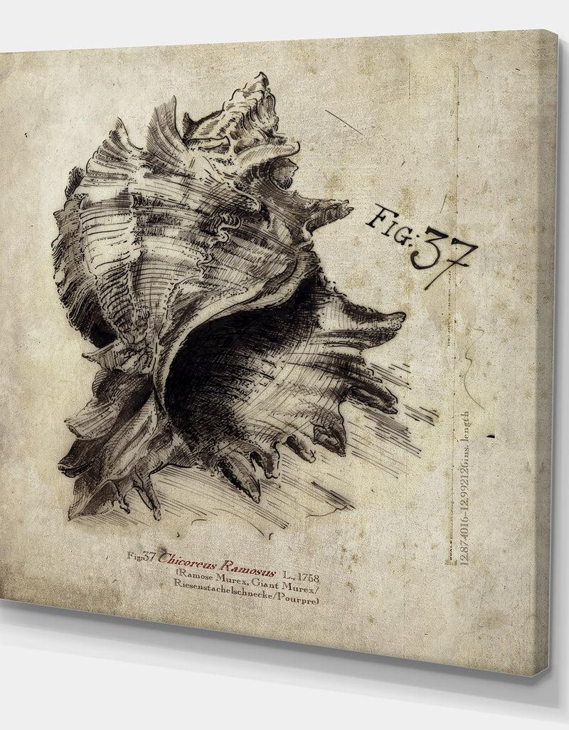 DesignQ Sea Shell Old Style Sketch I - Nautical & Coastal Gallery-wrapped Canvas