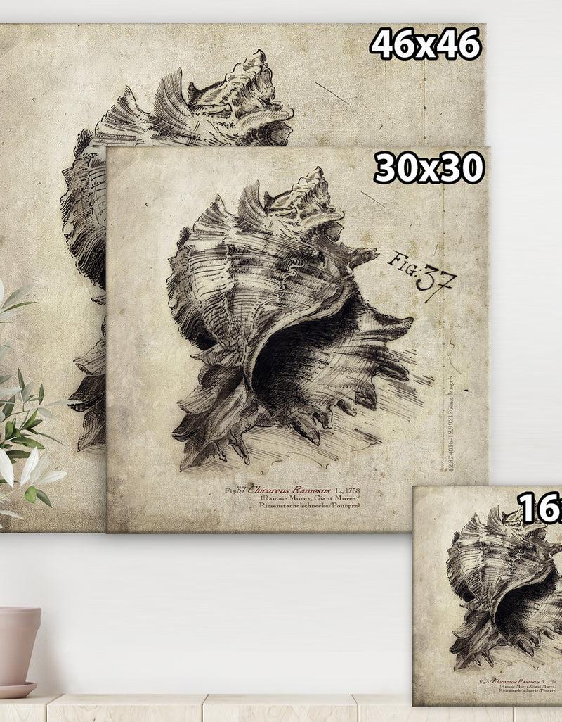 DesignQ Sea Shell Old Style Sketch I - Nautical & Coastal Gallery-wrapped Canvas