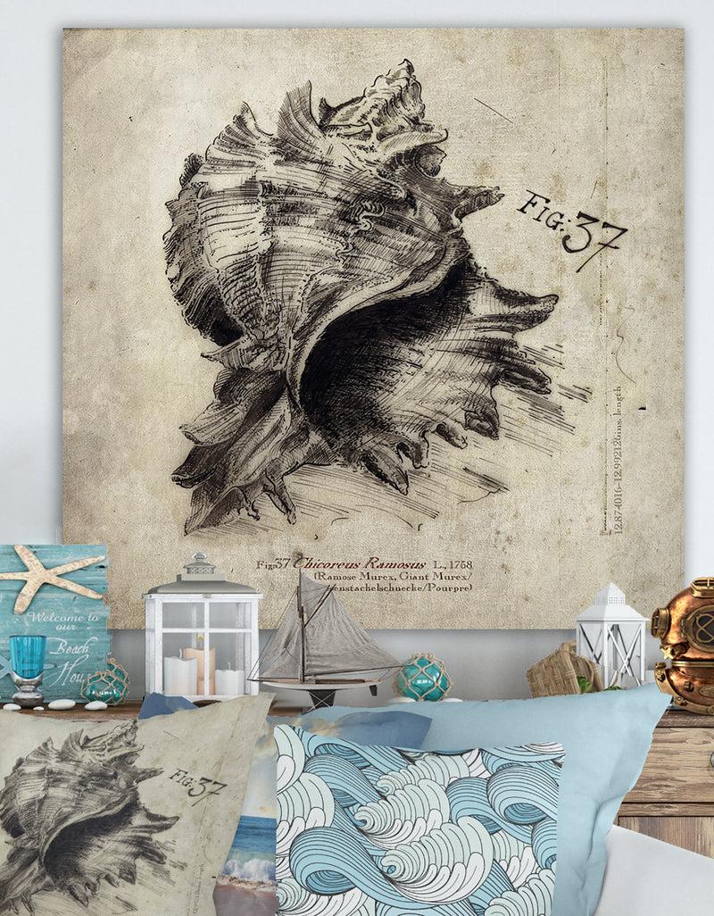 DesignQ Sea Shell Old Style Sketch I - Nautical & Coastal Gallery-wrapped Canvas