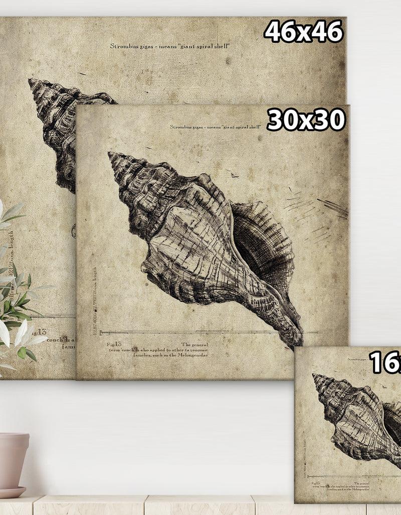 DesignQ Sea Shell Old Style Sketch II - Nautical & Coastal Canvas Artwork