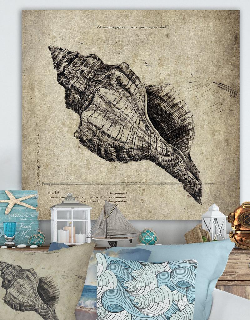 DesignQ Sea Shell Old Style Sketch II - Nautical & Coastal Canvas Artwork