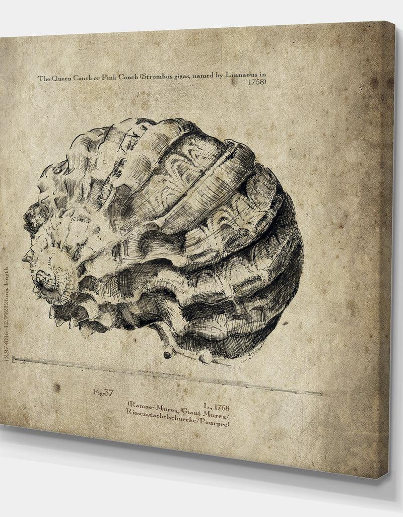 DesignQ Sea Shell Old Style Sketch III - Nautical & Coastal Premium Canvas Wall Art