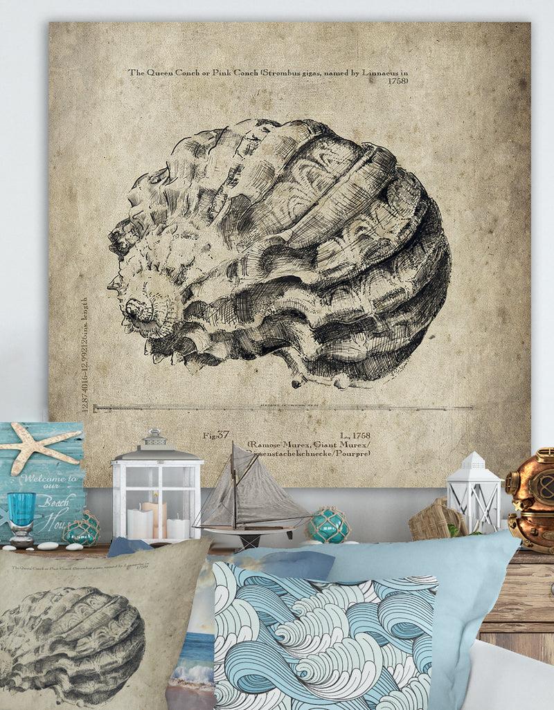 DesignQ Sea Shell Old Style Sketch III - Nautical & Coastal Premium Canvas Wall Art