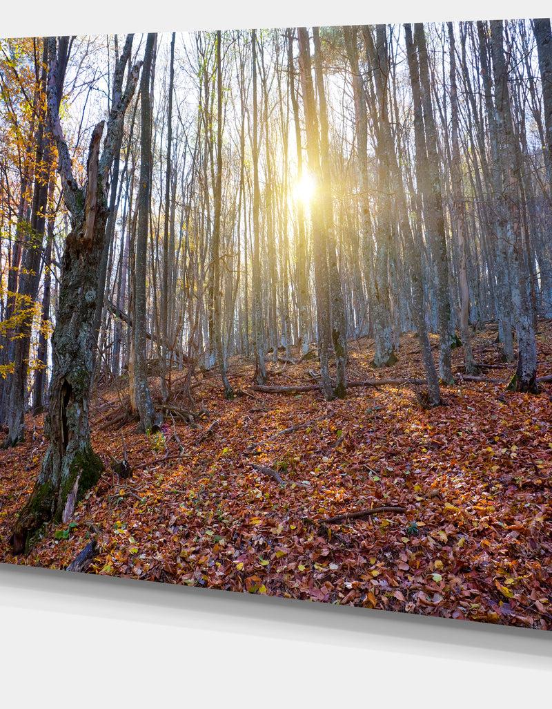 DesignQ Setting Sun In Dense Fall Forest - Modern Forest Canvas Art