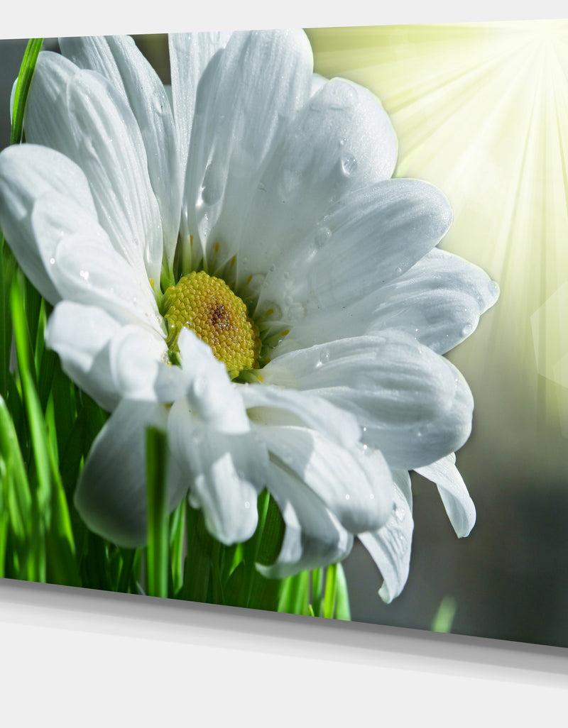 DesignQ Single Beautiful Daisy Flower - Large Flower Wall Artwork