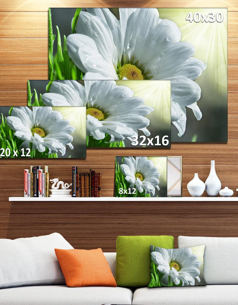 DesignQ Single Beautiful Daisy Flower - Large Flower Wall Artwork