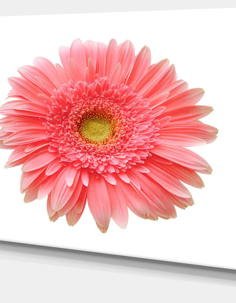 DesignQ Single Daisy On White Background - Modern Floral Wall Artwork