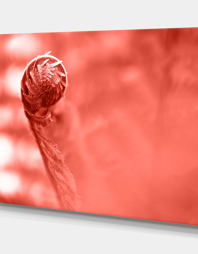 DesignQ Spiral Of Young Fern In Spring Close-up - Tropical Canvas Wall Art