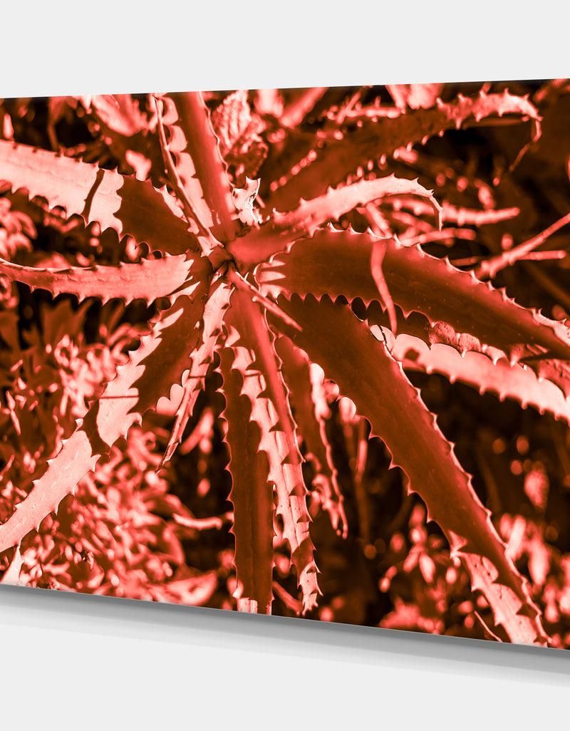 DesignQ Succulent Cactus Plant Part Close Up Under The Sunlight Sky - Tropical Canvas Wall Art