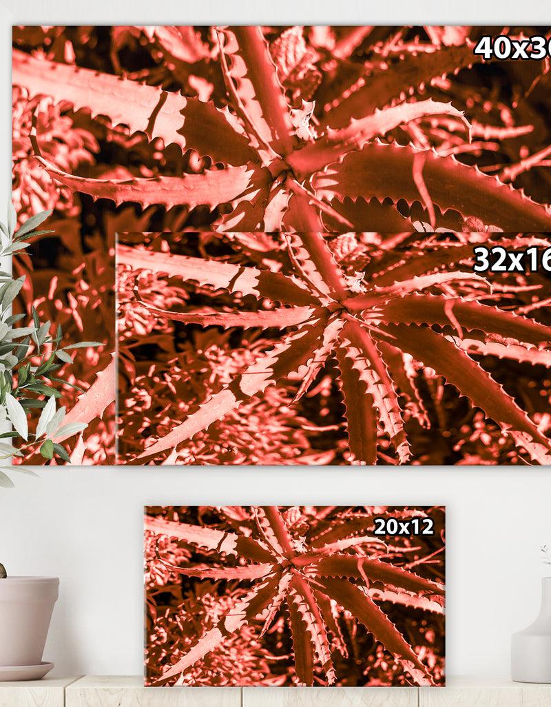 DesignQ Succulent Cactus Plant Part Close Up Under The Sunlight Sky - Tropical Canvas Wall Art
