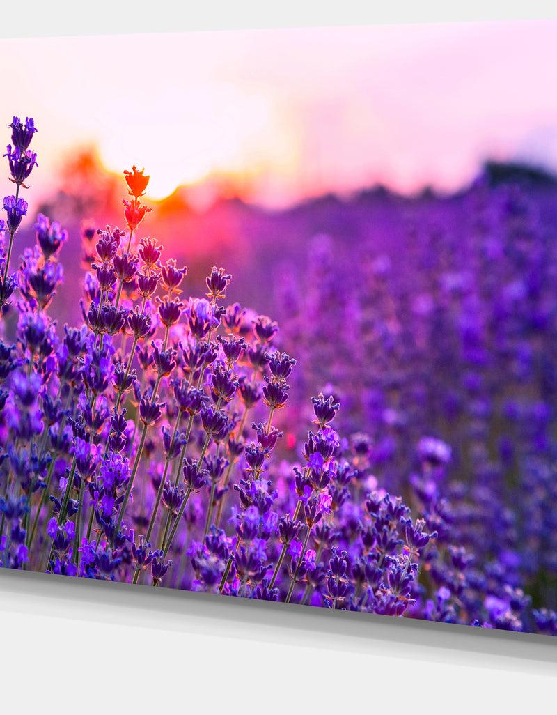 DesignQ Summer Sunset Over Lavender Field - Large Floral Canvas Art Print