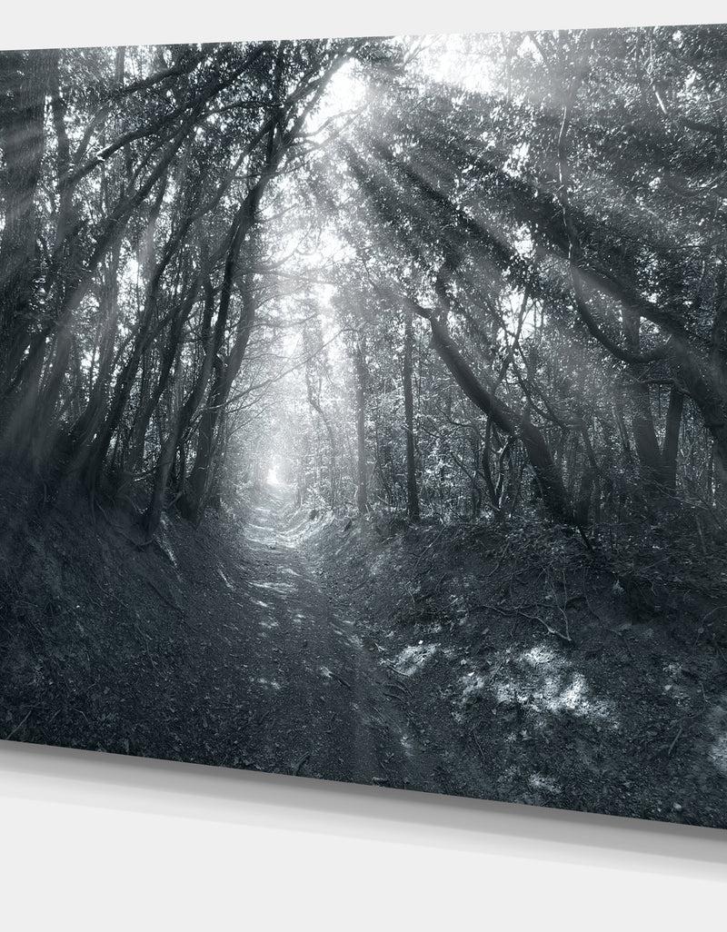 DesignQ Sun Rays Through Gray Trees - Landscape Photography Wall Art
