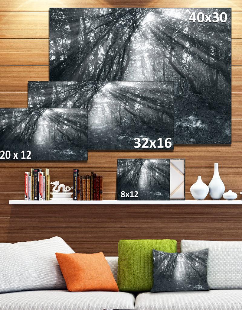 DesignQ Sun Rays Through Gray Trees - Landscape Photography Wall Art