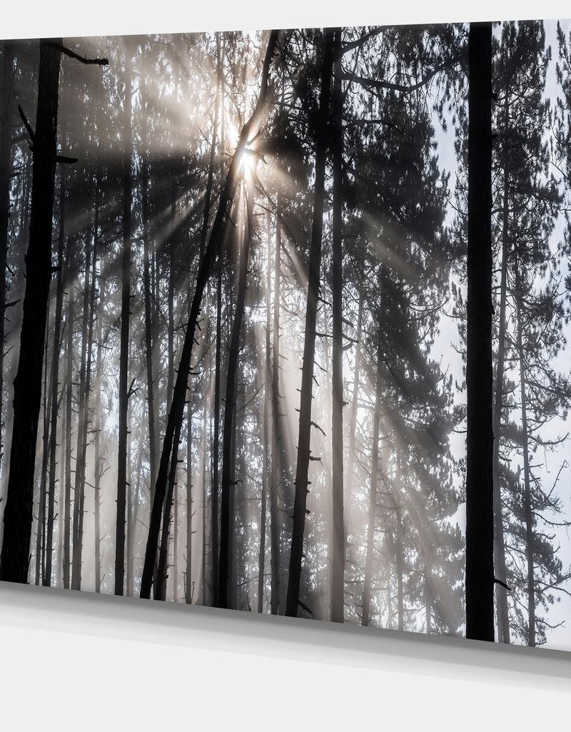 DesignQ Sunbeams Through Black White Forest - Forest Canvas Wall Art Print