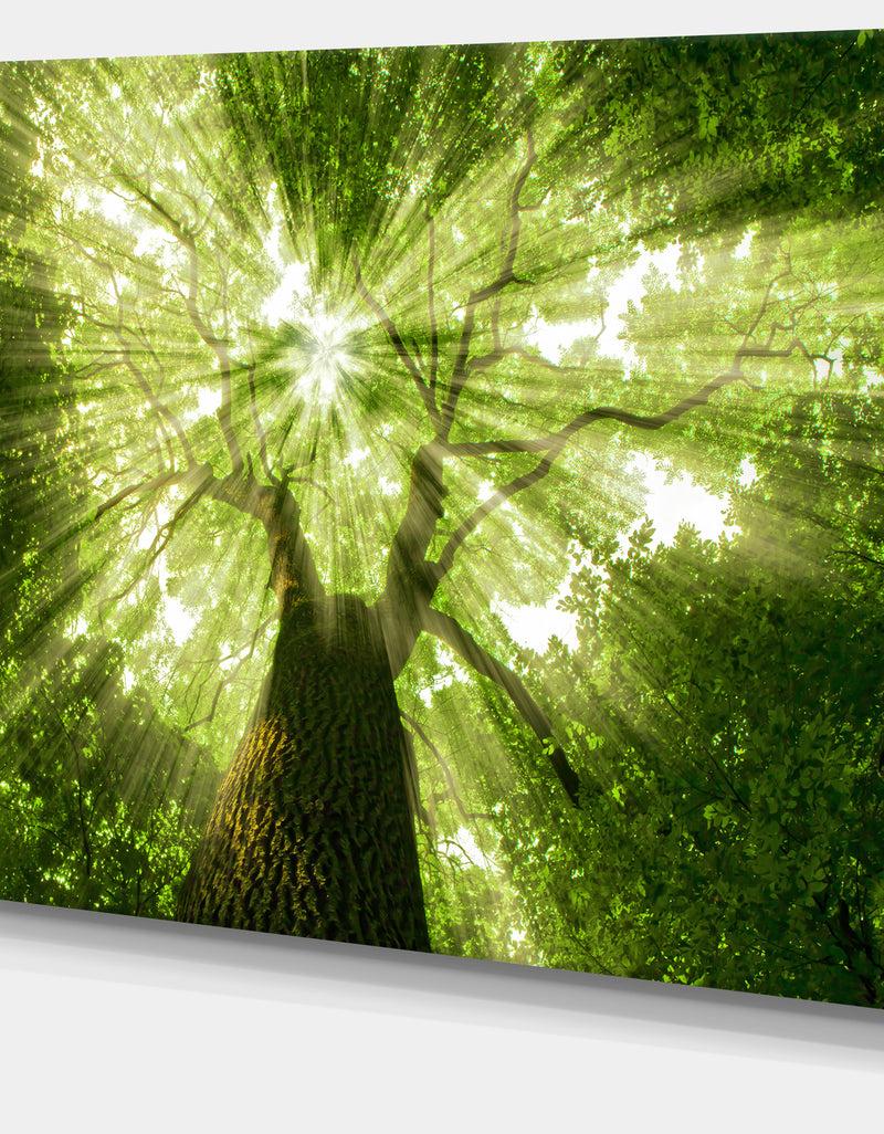 DesignQ Sunlight Peeking Through Green Tree - Landscape Large Canvas Art Print