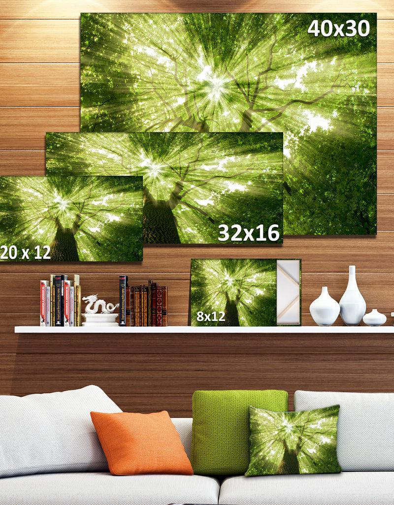 DesignQ Sunlight Peeking Through Green Tree - Landscape Large Canvas Art Print