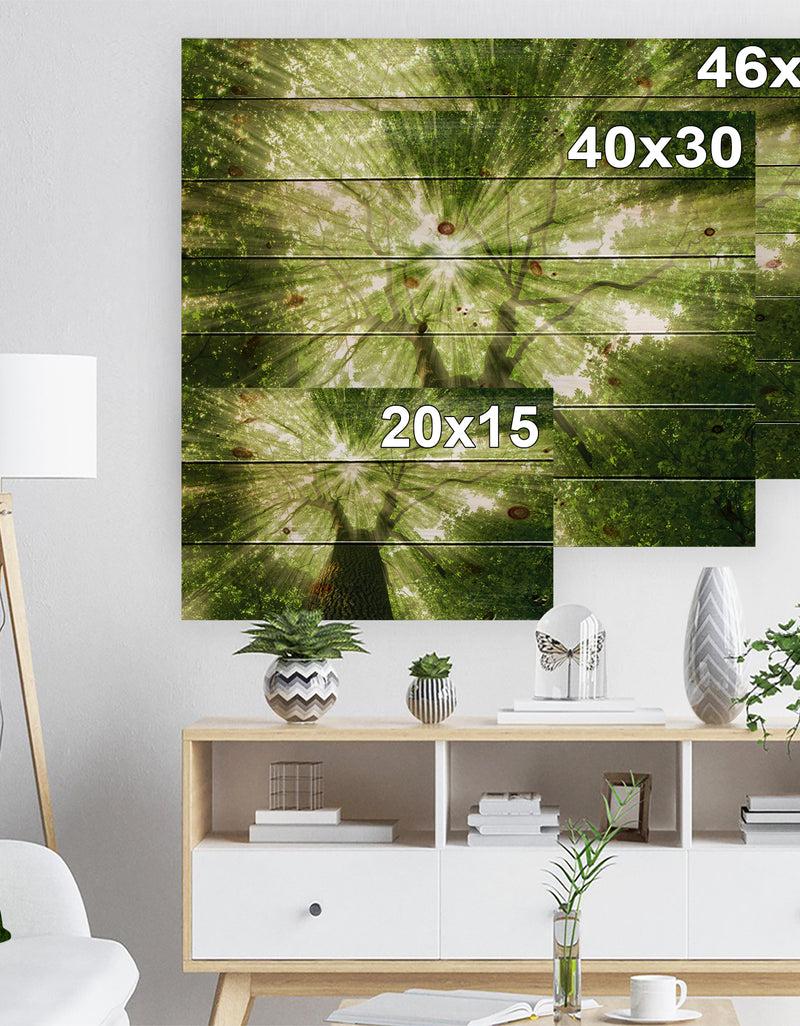 DesignQ Sunlight Peeking Through Green Tree - Landscape Print On Natural Pine Wood