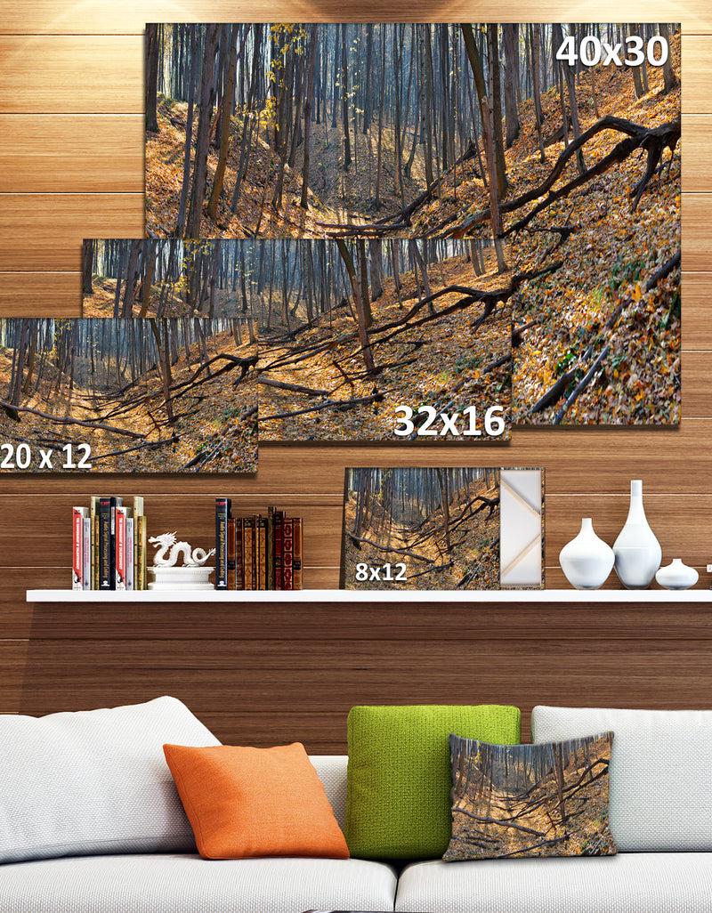 DesignQ Thick Autumn Forest Panorama - Landscape Wall Artwork