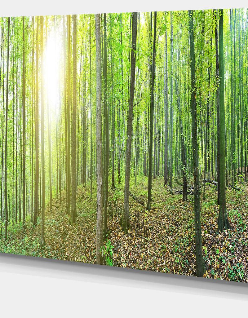 DesignQ Thick Green Forest Panorama - Large Landscape Canvas Art Print